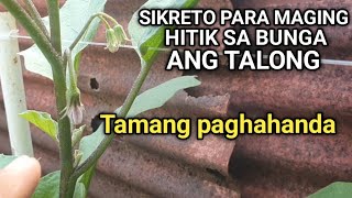 8 TIPS SA PAGTATANIM NG TALONG [upl. by Lyell]