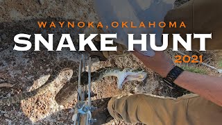 Rattlesnake Hunt 2021 – Waynoka Oklahoma [upl. by Niemad]