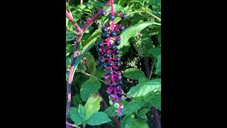 Plant Spotlight  Pokeweed Phytolacca americana [upl. by Tergram]