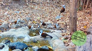 Birds at Rocky Pool Feb 2024 [upl. by Walworth445]