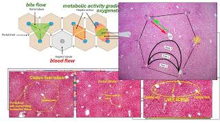 VETA 106 Digestive System Part 2 glands Video 2 [upl. by Dunkin]