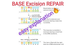 BASE EXCISION REPAIR Mechanism  Dna damage amprepair  Molecular biology [upl. by Jamesy]