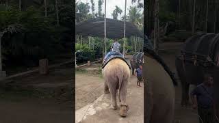 Thekkady elephant camp [upl. by Sidras]