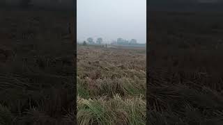 Manta da kaam 🌾🌱🌱🌾🌾rab ki dan [upl. by Eelhsa]