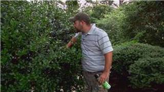 Pest Control  How to Keep Bees Out of Shrubs [upl. by Aitercul]