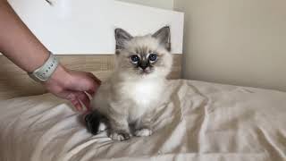 Available Birman kittens Saba Eric wwwbirmanseu [upl. by Ingra]