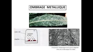 CYTOLOGIE LES METHODES D’ETUDE DE LA CELLULE [upl. by Worth874]