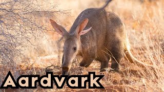 Africas earth pig the Aardvark  O ANIMAL MAIS ESTRANHO DO MUNDO pets wildanimals aardvark [upl. by Gael]