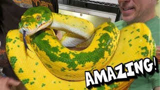 YOU HAVE TO SEE THESE SNAKES AMAZING  BRIAN BARCZYK [upl. by Anide]