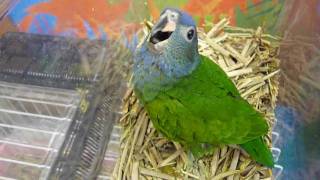 Blueheaded Parrot Baby ： アケボノインコ（ヒナ）山羊鳴き [upl. by Joed]