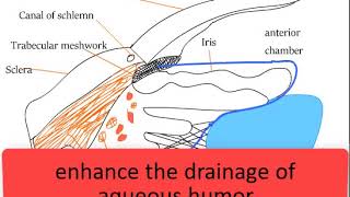 Drugs used in glaucoma Pilocarpine Latanoprost Timolol Apraclonidine mechanism of action [upl. by Merrie]