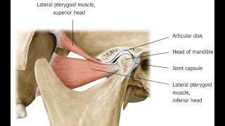 Two Minutes of Anatomy Articular Disc AKA Articular Disk [upl. by Rosemonde371]