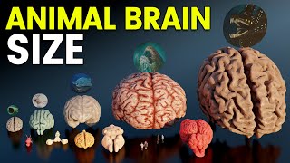 3D Brain Size Comparison  Animal Dinosaur and Sea Monster Brains [upl. by Zennas526]