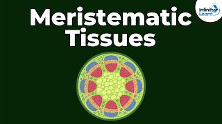 What are Meristematic Tissues  Infinity Learn [upl. by Lejna]