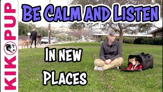 Be CALM and LISTEN in NEW PLACES  for puppies and adult dogs [upl. by Sukramed]