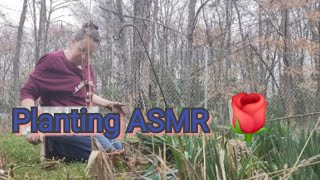 Planting a Rosebush ASMR [upl. by Allez]