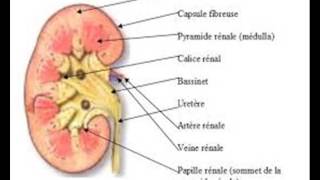 PHYSIOLOGIE RÉNALE difinition et filtration gloméulaire [upl. by Aser]