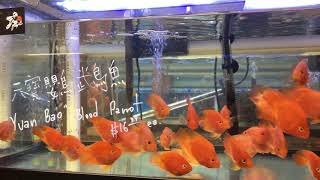 Yuan Bao Parrot Fish For Sale [upl. by Ylluz1]