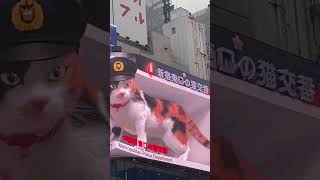 CAT AT THE TOP OF BUILDING OF SHINJUKU JAPAN [upl. by Eenad]