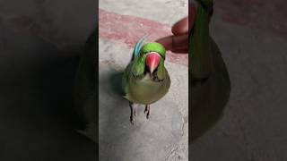 Parrot calling sound mummy 😱🦜🥰🎉shorts mummy popat parrot viralvideo ringneck🥰🦜 [upl. by Shaylynn]