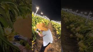 Dragonfruit Pollination Teachnique  Beautiful Landscape of Fruit Farm shorts satisfying [upl. by Koralie]