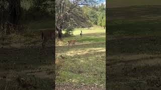 quotNatures Pause A Calm Encounter with Deerquot nature wildlife deer [upl. by Luapnhoj]