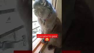 Cats talking 🐱💓shorts cat kitten catlover MrBeast [upl. by Eleonora]