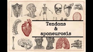 General anatomy  10 Tendon amp Aponeurosis [upl. by Eiloj]