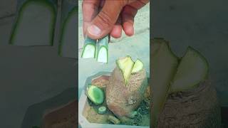 desert rose Caudex Multiple Grafting Easily shorts desertrose youtubeshorts [upl. by Akihc]