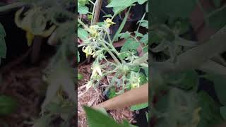 Flowering Update Barry Crazy Cherry Organic shorts rts heirloomtomatoes tomato [upl. by Suirauqram]