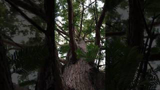 Dawn redwood Metasequoia glyptostroboides  canopy  October 2017 [upl. by Socrates711]