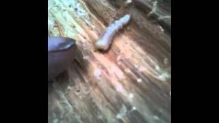 An active woodworm grub [upl. by Arev]