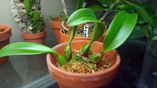 Bulbophyllum collection assessment September 2018 [upl. by Aufa]