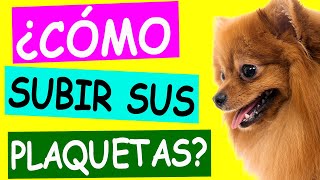 ¿CÓMO SUBIR las PLAQUETAS de Un PERRO [upl. by Aikemaj]