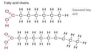 212 Biological molecules Lipids [upl. by Nyliahs]