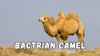 Discover the incredible resilience of The Majestic Bactrian Camel animals camel desert [upl. by Oidualc]