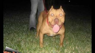 RED LION PiTBULL THE BEST IN THE WORLD [upl. by Gnuhn467]