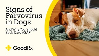 6 Signs of Parvovirus in Dogs — and Why You Should Seek Care Quickly  GoodRx [upl. by Dickey]