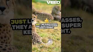 Fun Facts About Cheetahs the fastest land animal facts forkids funfacts cheetah bigcat [upl. by Oinimreh]