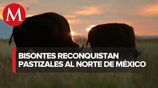 Bisontes de sangre pura aumentaron de 23 a 230 ejemplares en 12 años Conanp [upl. by Jankell947]