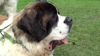 St Bernard Dog Agricultural Show Perth Perthshire Scotland [upl. by Annuahsal255]