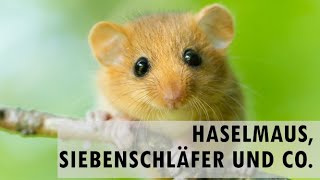 Bilche Deutschlands  Siebenschläfer Haselmaus und Gartenschläfer [upl. by Yereffej894]