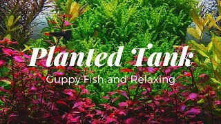 Planted Tank  Guppy Fish and Relaxing [upl. by Lindi]