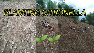 PLANTING CITRONELLAfarmlife buhayprobinsya 🌱🌱 [upl. by Pepe]