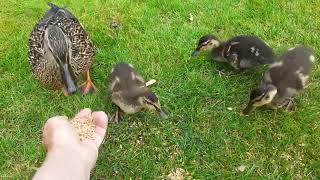 Ducklings 3 weeks old Nearly [upl. by Ahtibbat]