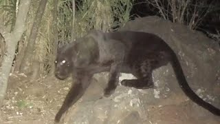 5 Supposedly Extinct Animals Caught on Camera [upl. by Naid]