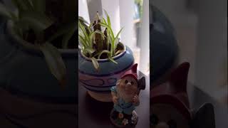 24th August  Spider Plant propagation using Leca Balls in Water spiderplant garden diy leca [upl. by Hamal738]