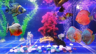 Collection of koi fish goldfish eels stickleback fish betta fish  cute baby animal videos [upl. by Alenson]