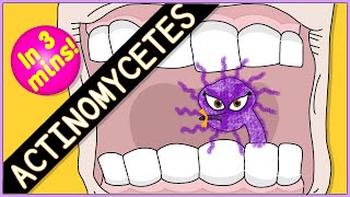 Actinomycetes Microbiology Morphology pathophysiology symptoms diagnosis treatment [upl. by Jenilee]