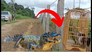 Uma pegada do CURIÓ CROCODILO Olha o que aconteceu depoisrsrs [upl. by Mutat54]